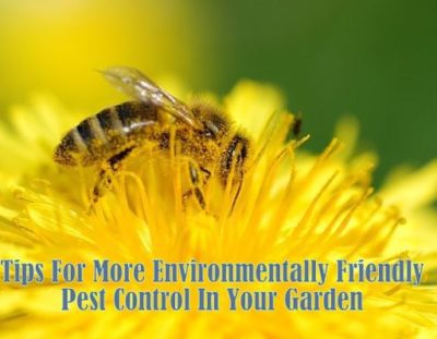 Organic Pest Control – A Natural Approach In Your Garden